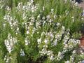 Garden thyme